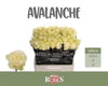 Rose Avalanche Berg