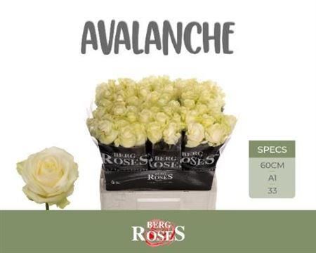 Rose Avalanche Berg