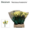Daffodil Avalanche
