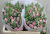 Tulip Du Endless Love