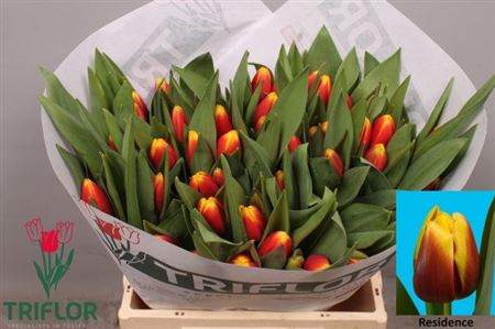 Tulip En Residence