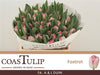 Tulip Coast Du Foxtrot Extra