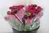 Ranunculus Elegance Hot Pink Ex