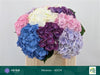 Hydrangea M Mixed