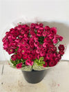 Ranunculus Elegance Dark Pink