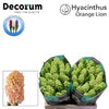 Hyacinth Orange Lion