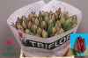 Tulip En Red Saigon