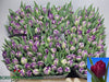 Tulip Du Python