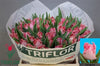 Tulip Fr Zaragoza