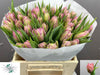 Tulip Du Salmon Price