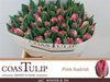 Tulip Coast Du Pink Foxtrot