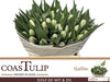 Tulip Coast Du Galileo