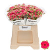 Kalanchoe Sens Pink Meadow