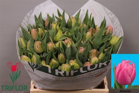 Tulip Du Atlanta
