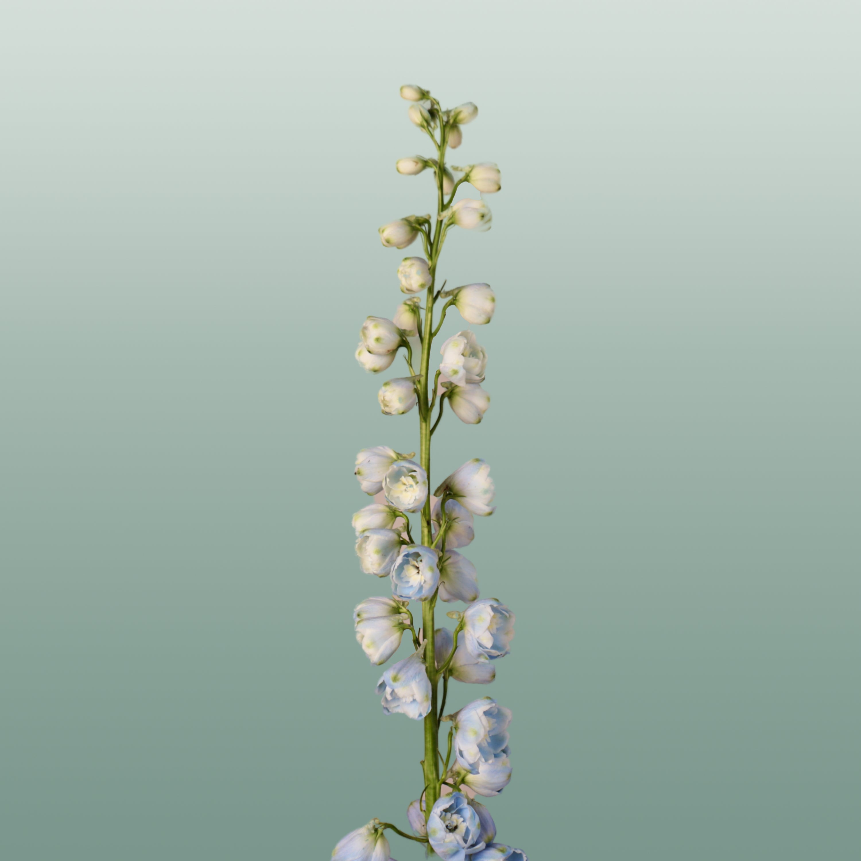 Delphinium Ballkleid (10 Stems)