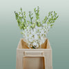 Orchid Dendro Big White