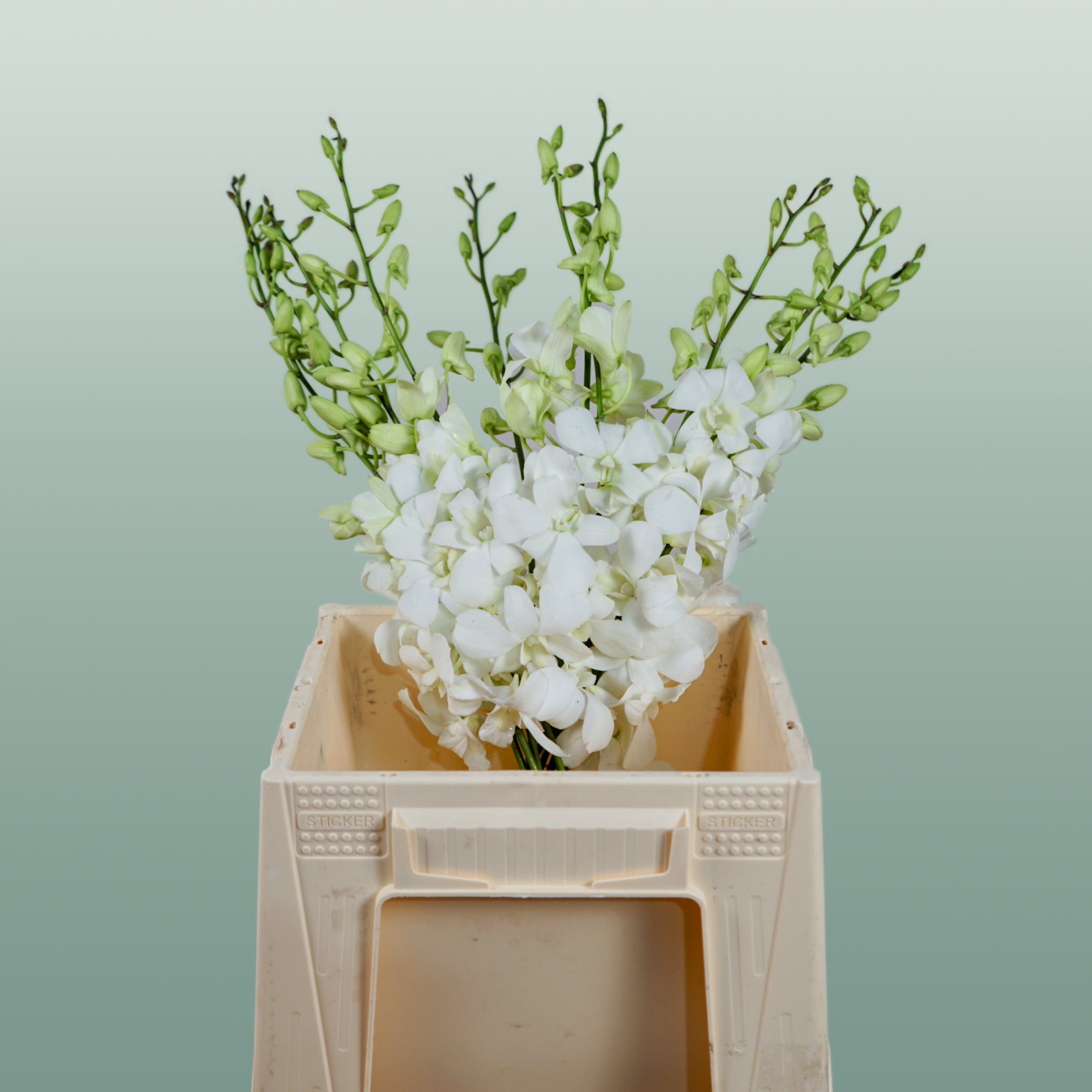Orchid Dendro Big White