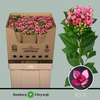 Bouvadia Roza (10 Stems)