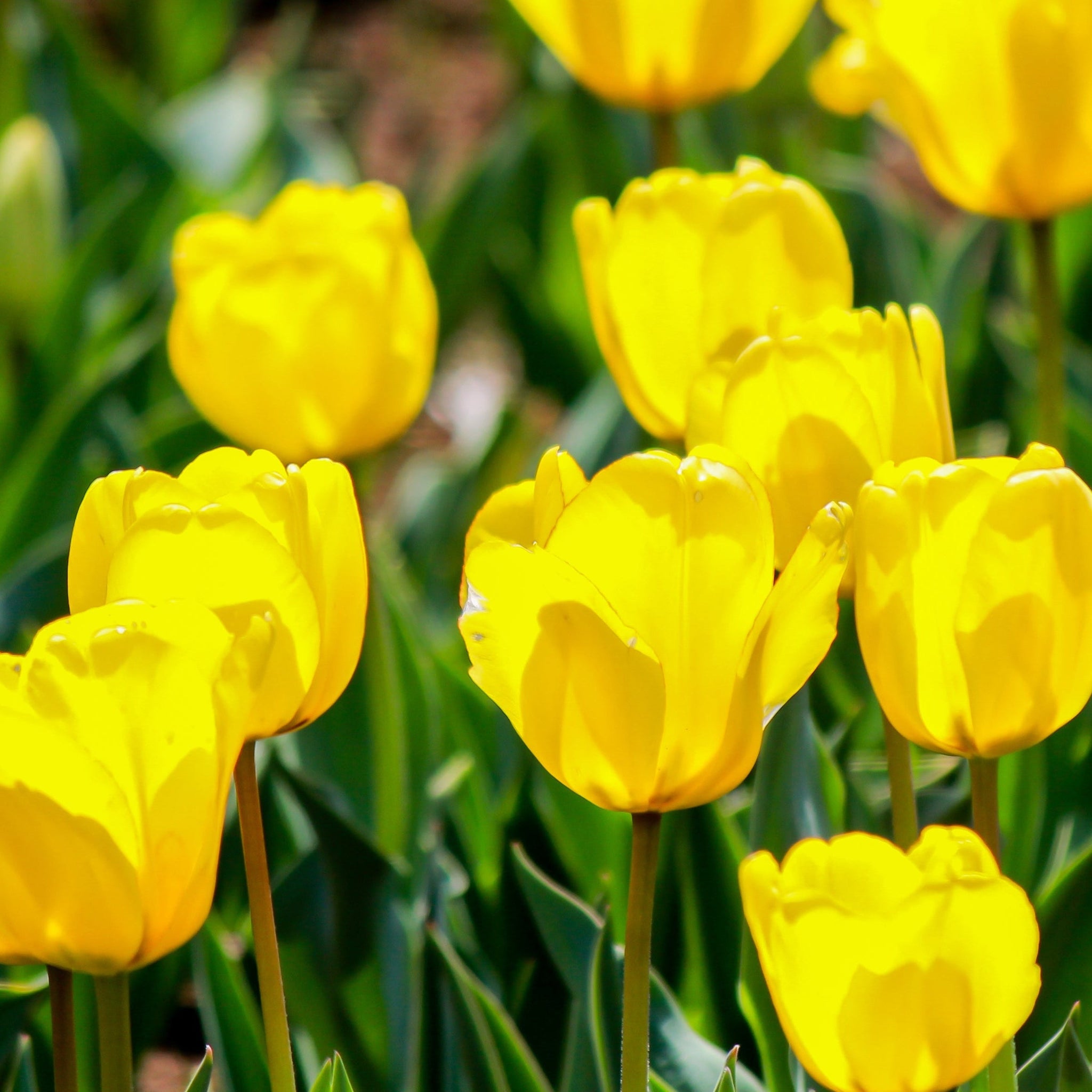 Tulip 'Candela' (6 Bulbs)
