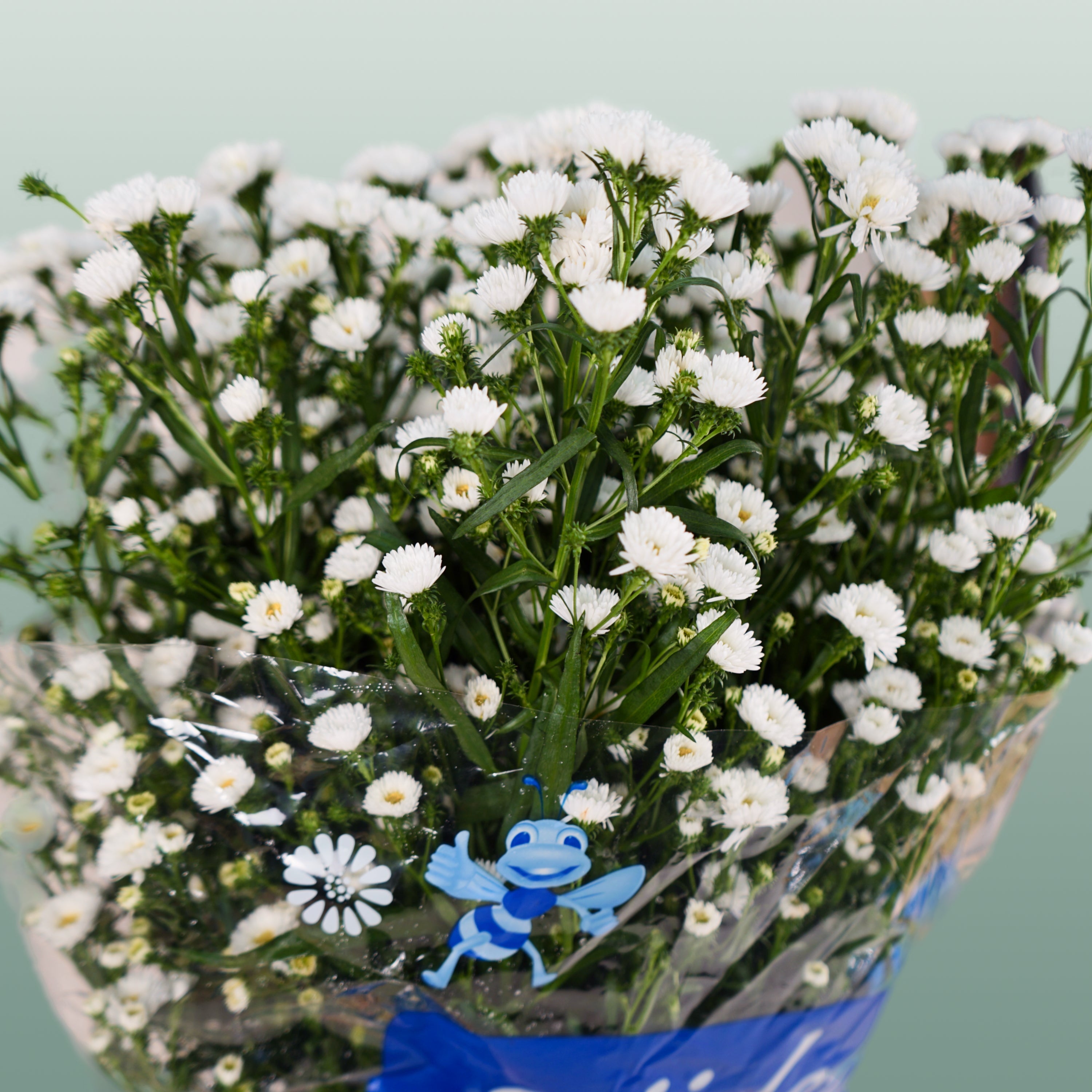 Aster Cassy (25 Stems)