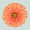 Germini Cava (20 Stems)