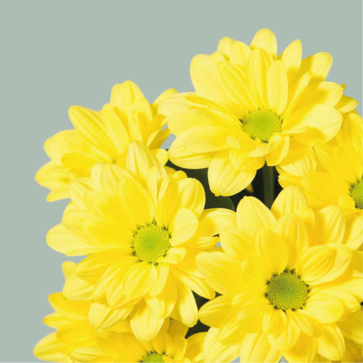 Chrysanthemum Spray Celebrate