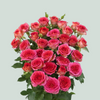 Spray Rose Chimo