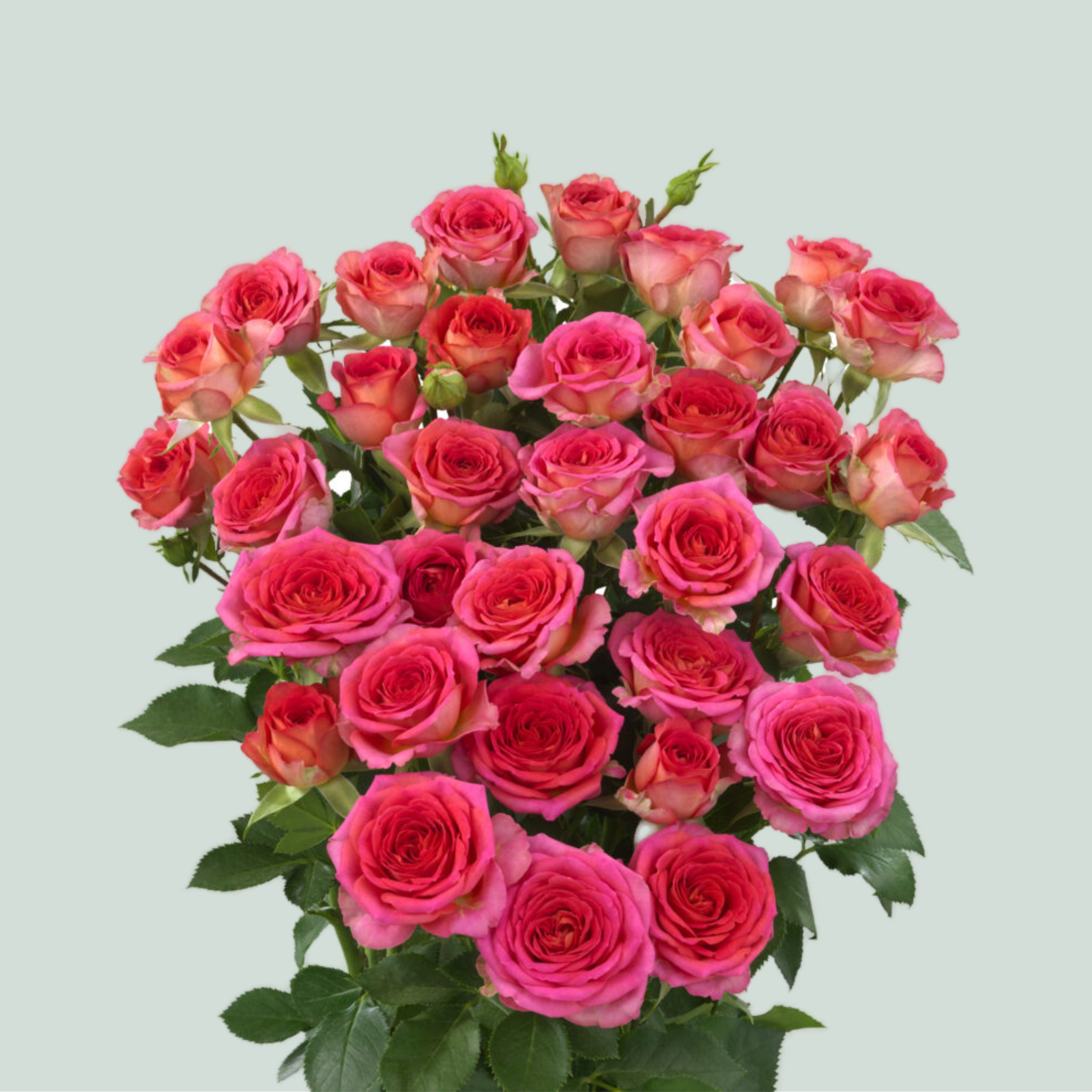 Spray Rose Chimo