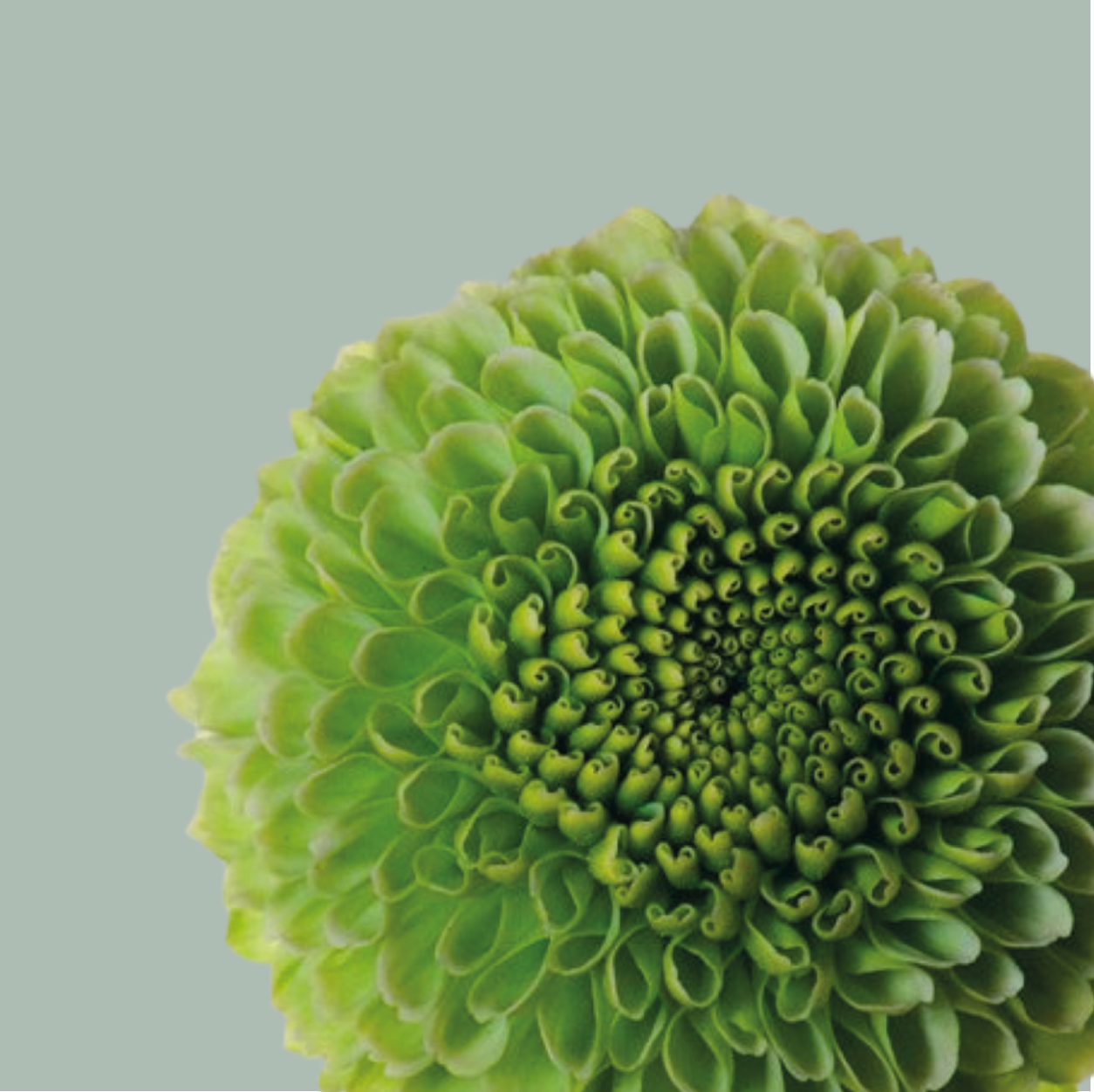 Chrysanthemum Spray Deligreen
