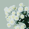 Chrysanthemum Spray Stallion White
