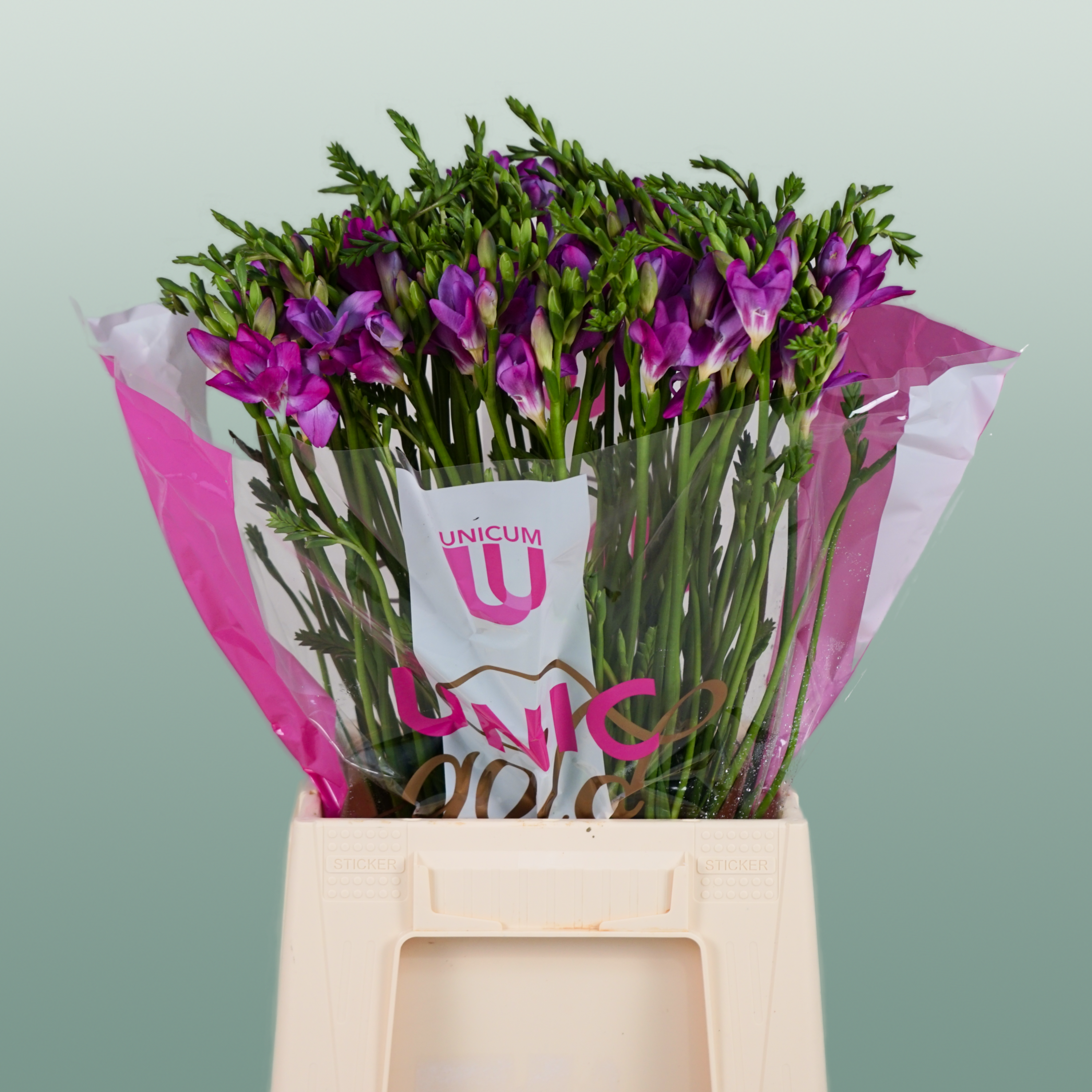 Freesia Costa