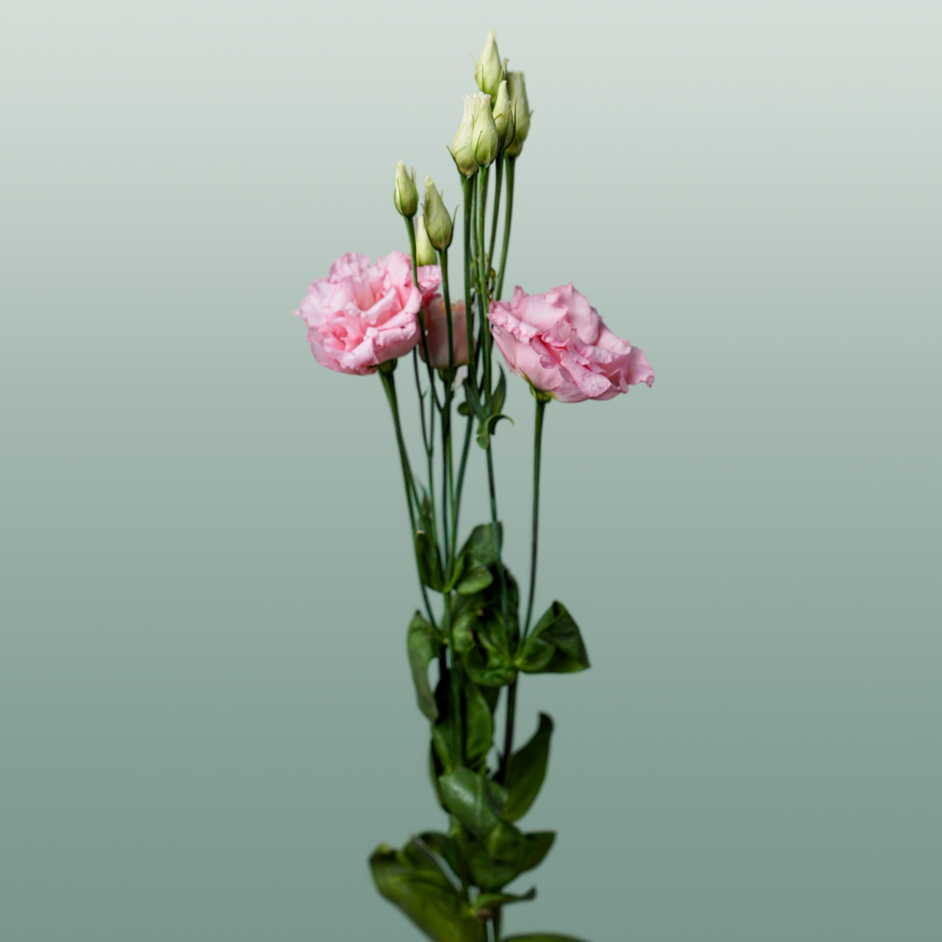 Eustoma Cotton Candy