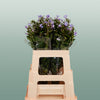 Phlox Crissy (20 Stems)