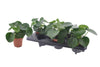 Peperomia Raindrop