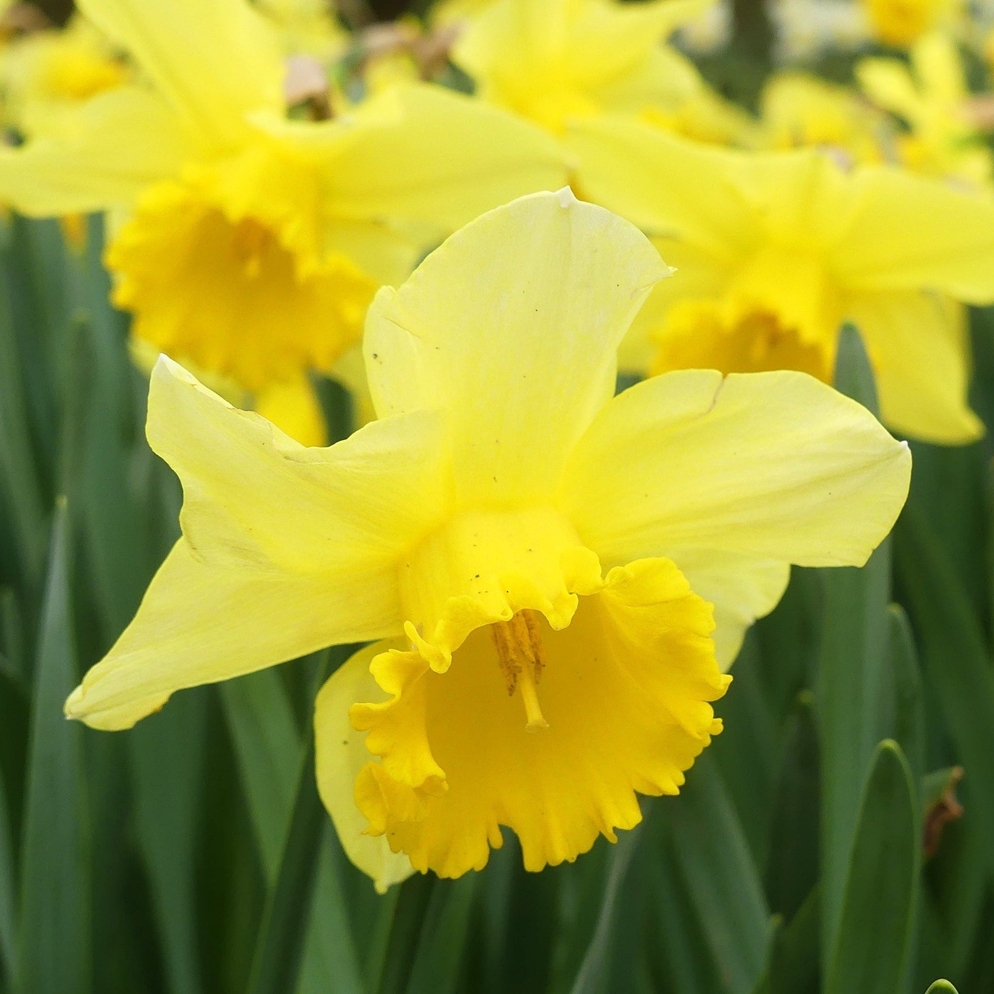 Daffodil 'Carlton' (8 Bulbs)