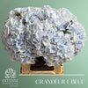 Hydrangea M Roy Grandeu Blue