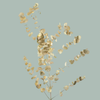GR Eucalypthus Cinerea Dyed Gold