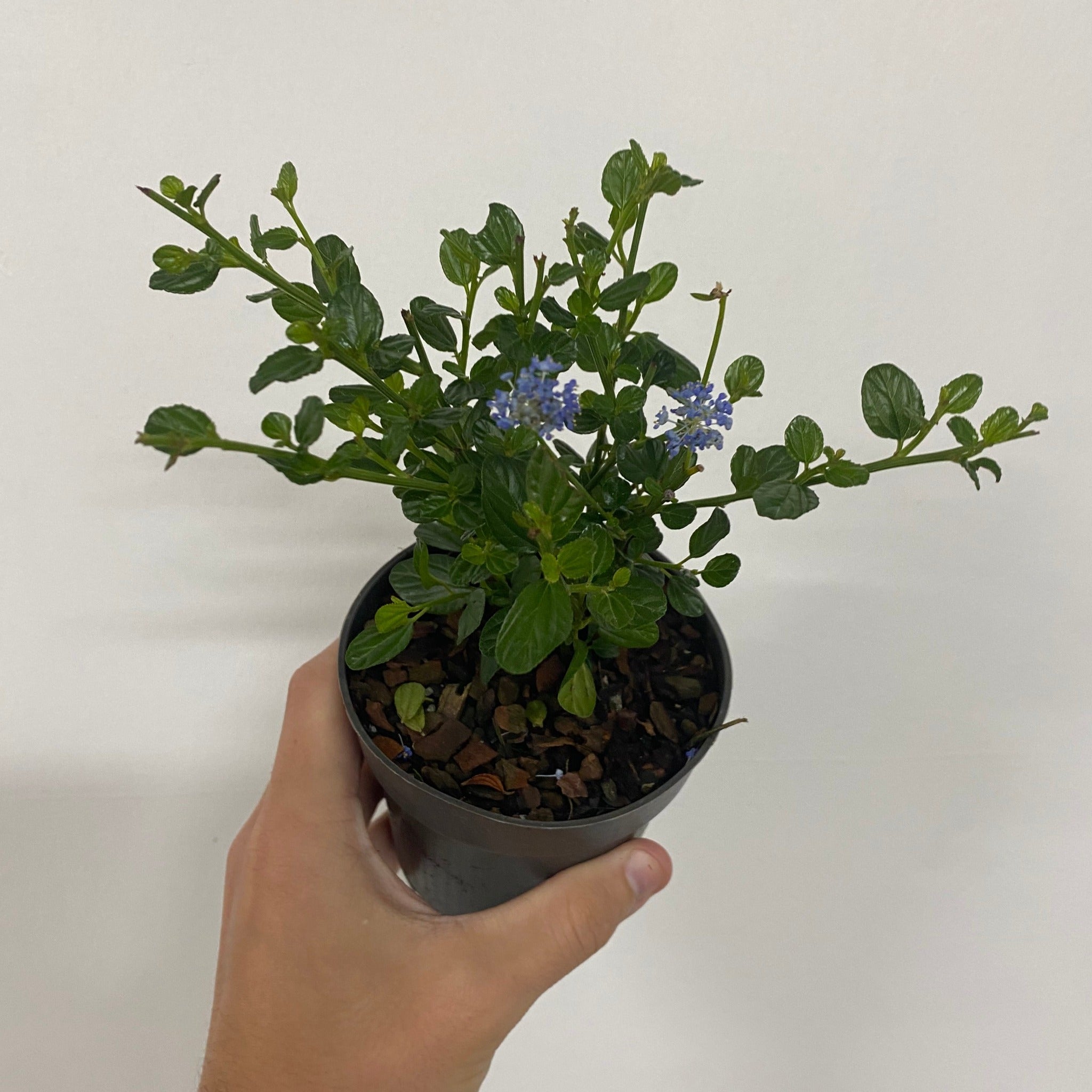 Ceanothus 'Victoria' (Californian Lilac) 9cm/2L