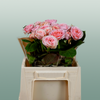 Spray Rose Fatal Attra