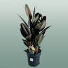 Ficus El Abidjan 3pp