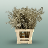 Dried Ruscus Aculeatus Platinum