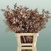 Dried Ruscus Aculeatus Champagne