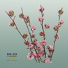 Dried Cotton Gossypium Bordeaux