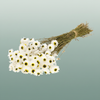 Dried Acroclinium Natural White