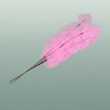 Dried Bleached Ficus Stem Pink