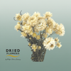 Dried Helichrysum White