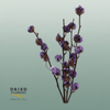 Dried Cotton Gossypium Lilac