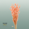 Dried Bleached Lagurus Salmon