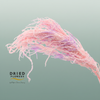 Dried Bleached Amaranthus Caudatus Lavender Dream