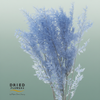 Dried Bleached Ruscus Lavendel